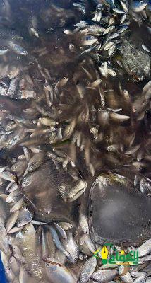 ضبط مخالفات صيد بحري في جدة ومصادرة اكثر من 105 كيلوجرام.
