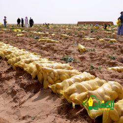 (شذرات من (آثار البشير الإبراهيمي) (٢))