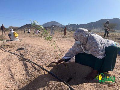 المركز الوطني لتنمية الغطاء النباتي و مكافحة التصحر يقدم مبادرة تشجير منتزه البيضاء