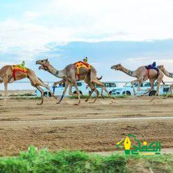 محافظ الطائف يتوِّج أبطال كؤوس مهرجان ولي العهد للهجن في فئة “الثنايا”