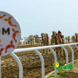 ضمن افتتاحية المرحلة النهائية من مهرجان ولي العهد للهجن “مذهل” يكسر توقيت العام الماضي الأفضل