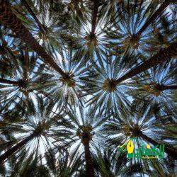 الشيخ عبدالله بن حمد الصولي – منظومة متكاملة لصلاة الجمعة غدا