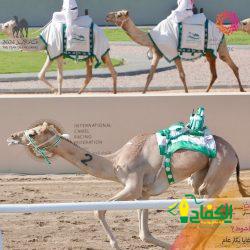 [ خبر تسليم الشهادة ] ..كأول مدينة سعودية يجدد اعتمادها… الأمير سعود بن نهار يتسلم شهادة تجديد إعتماد الطائف مدينة صحية