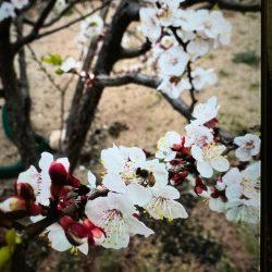 بيئة أضم تنفذ مبادرة لتشجير الكلية التقنية