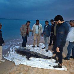 أكثر من 60 داعية ومترجم يواصلون استقبال مكالمات ضيوف الرحمن للرد على استفساراتهم في رمضان عبر الهاتف المجاني بوزارة الشؤون الإسلامية