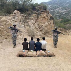 حرس الحدود بمنطقة جازان يحبط تهريب 252 كلجم من نبات القات المخدر