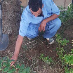 بيئة خليص” تنفذ ورشة عمل حول الاستفادة من المخلفات الزراعية وتعزيز الوعي البيئي