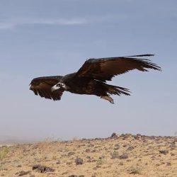 جامعة الملك خالد تحتضن المنتدى السعودي المتقدم لأمراض اللثة وزراعة الأسنان