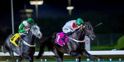 خيل الأبيض تحلق بكاسي الدفاع والأمن وإمارة الرياض لشيخ كويتي