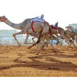 العقيل بطلاً للمملكة 2026