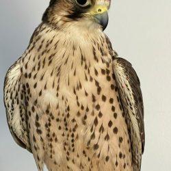 “تعليم الطائف” يحتفي بـ 41 طالباً وطالبة من المتميزين في مبادرة “منافس”