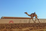 “رعد” .. المطية الأفضل في “المفاريد” ضمن مهرجان ولي العهد للهجن