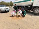 “بيئة الخرمة” وبلدية المحافظة تطلقان حملة تشجير لـ3000 شتلة ضمن جهود الاستدامة البيئية