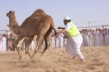 وادي الدواسر تحتضن مسابقة “طرح الحاشي” بمشاركة واسعة تعزز حضور الموروث الشعبي ومهارات التعامل مع الإبل