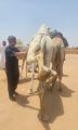 مع انطلاق مهرجان ولي العهد للهجن.. «بيئة الطائف» تكثّف أعمال الرقابة وتعزّز الرفق بالحيوان