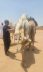 مع انطلاق مهرجان ولي العهد للهجن.. «بيئة الطائف» تكثّف أعمال الرقابة وتعزّز الرفق بالحيوان