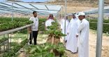 القطاع الزراعي بالباحة يسجل توسعًا نوعيًا في زراعة الفراولة بطاقة سنوية تقارب ألف طن