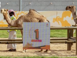 حضور خليجي لافت في “اللقايا”.. وكؤوس “المزاين” سعودية