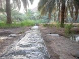 مناخ المدينة المنورة عنصر داعم لاستدامة زراعة التمور في بيئة طبيعية ملائمة