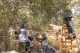 وكالة بيت مال القدس تواصل دعم قاطفي الزيتون ضمن حملة “عونه 2026”