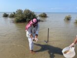 بيئة القنفذة ينفذ مبادرة لجمع وغرس بذور المانجروف لتعزيز الغطاء النباتي الساحلي