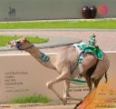 ضمن افتتاحية المرحلة النهائية من مهرجان ولي العهد للهجن “مذهل” يكسر توقيت العام الماضي الأفضل