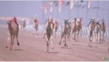 هولندي وفرنسي: تواجدنا في مهرجان ولي العهد للهجن أروع تجاربنا في السعودية