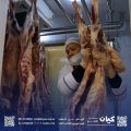 150 أسرة تستفيد من مشروع الأضاحي بكيان لعام 1447هـ وكيان تجسد أسمى صور التكافل الاجتماعي