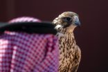 من بوابة مهرجان الملك عبدالعزيز للصقور 2024م – القطاع الخاص يستثمر في الصقارة