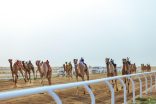 ضمن منافسات مهرجان ولي العهد للهجن بالطائف السعوديون يسيطرون على مراكز المرحلة التمهيدية